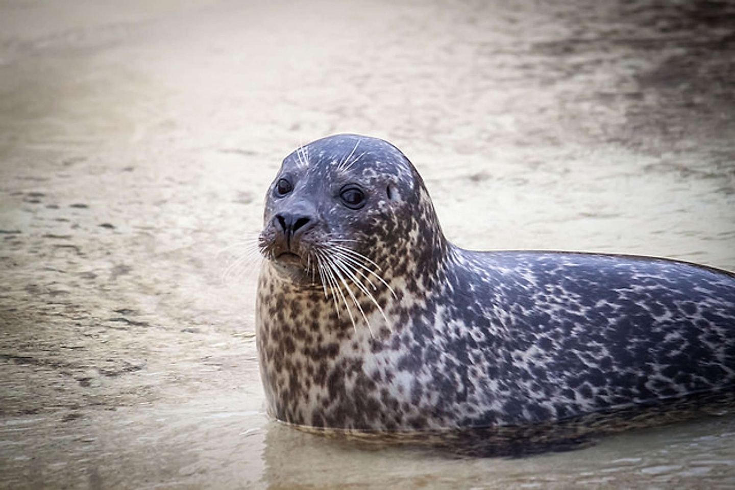 2016_04_25701687314_257236e4c3_z