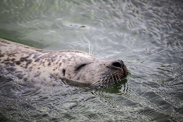 `Seehundstation Friedrichskoog`