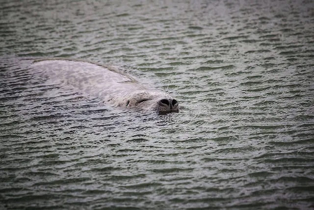 `Seehundstation Friedrichskoog`