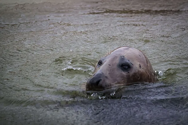 `Seehundstation Friedrichskoog`