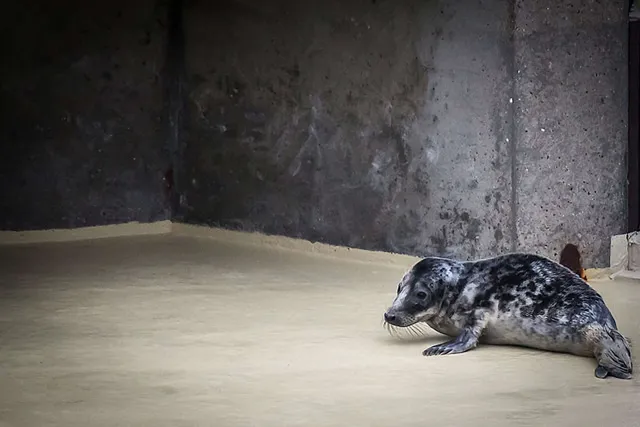 `Seehundstation Friedrichskoog`