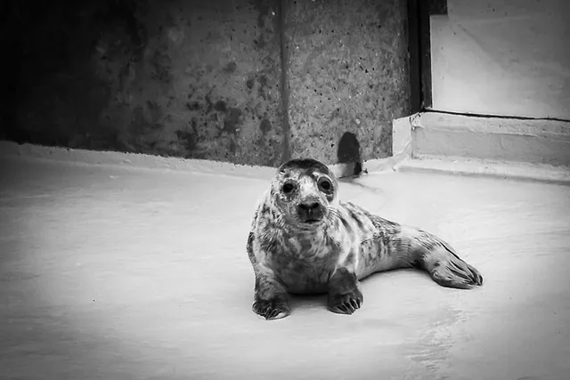 `Seehundstation Friedrichskoog`