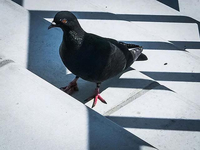 Hamburger Stadttauben e. V.