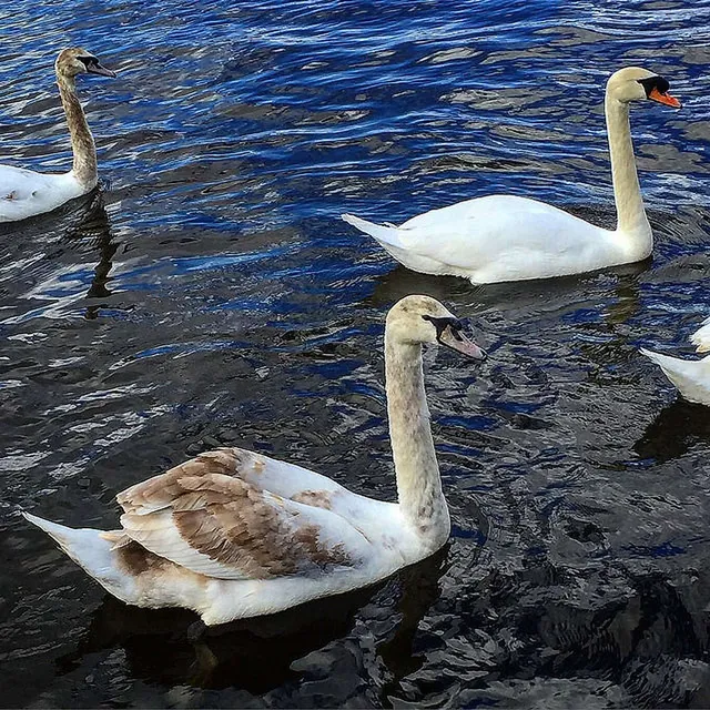 Die Alsterschwäne sind wieder da