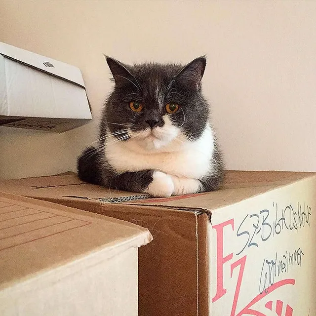 Kater Oskar freut sich auf Altona