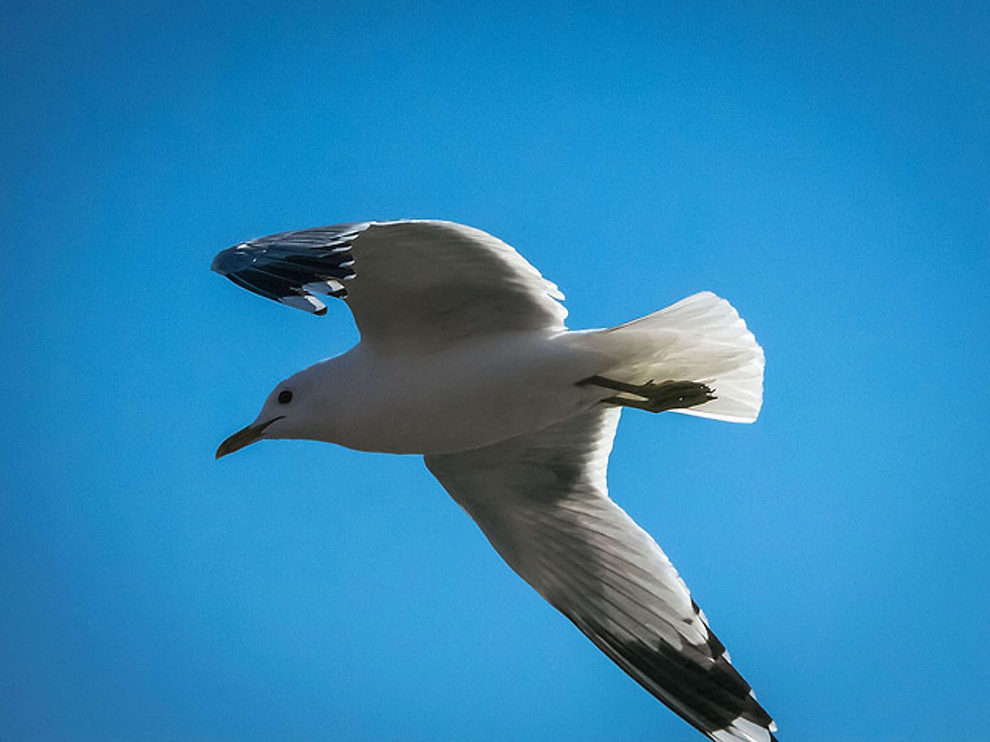 2016_05_26578927390_1abbf55bf4_z