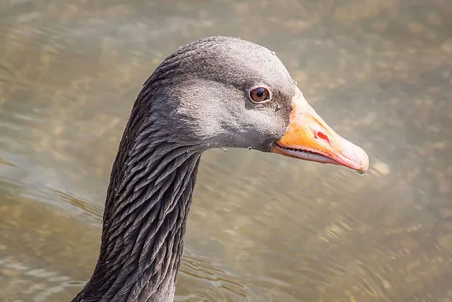 1. Mai bei Planten un Blomen