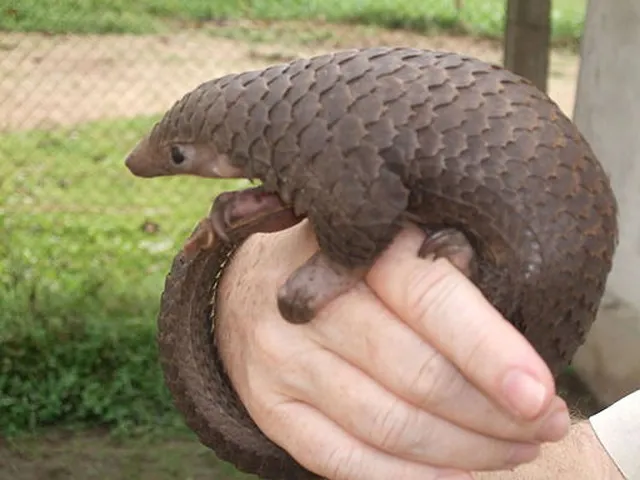 `Pangolin`
