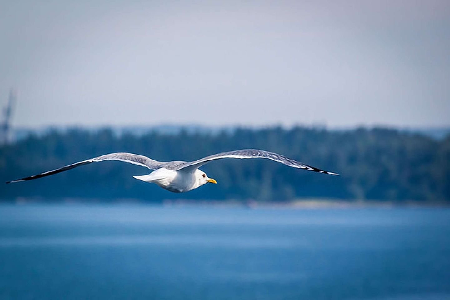 2016_07_28551390516_98f008b738_z