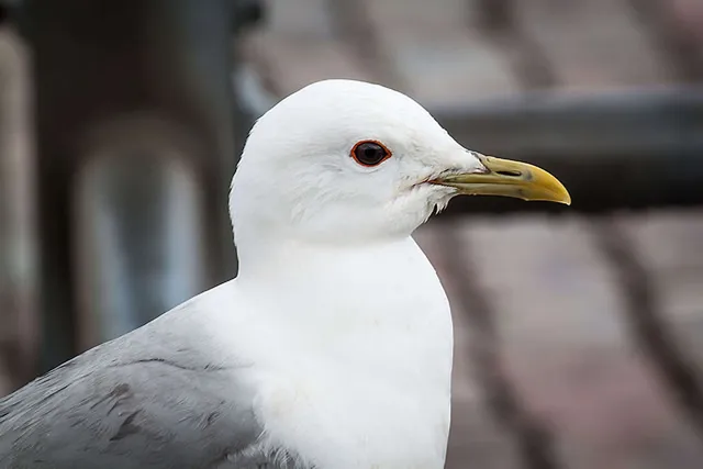 Seevögel in Helsinki