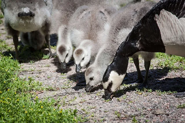Gänse in Helsinki