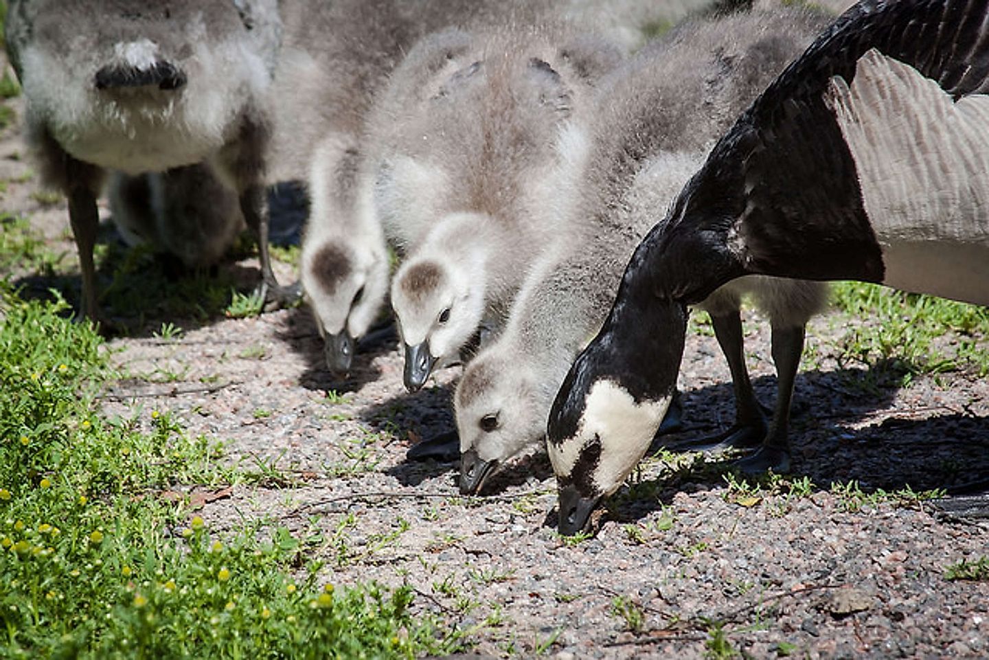 2016_08_28836089901_635948dcce_z