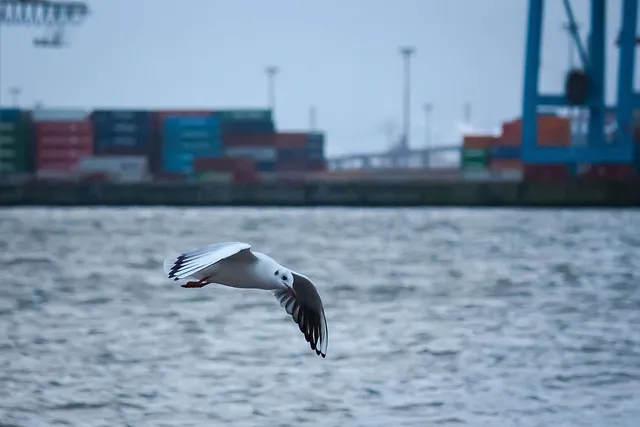 Elbe schwarz-weiß bunt