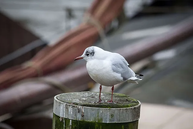 Das freie Wochenende