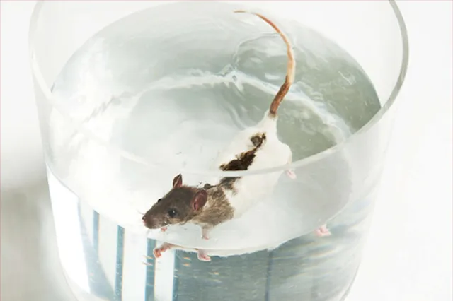 `Ärzte gegen Tierversuche`