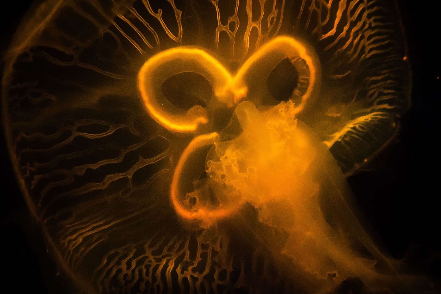 2017_08_14603456664_a9ff002cf1_k