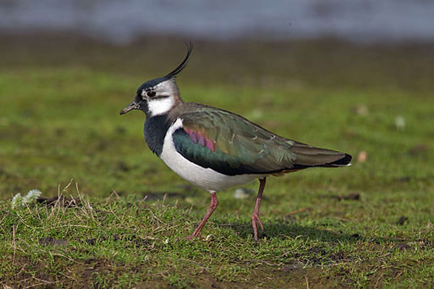 2017_08_Northern-Lapwing-Vanellus-vanellus