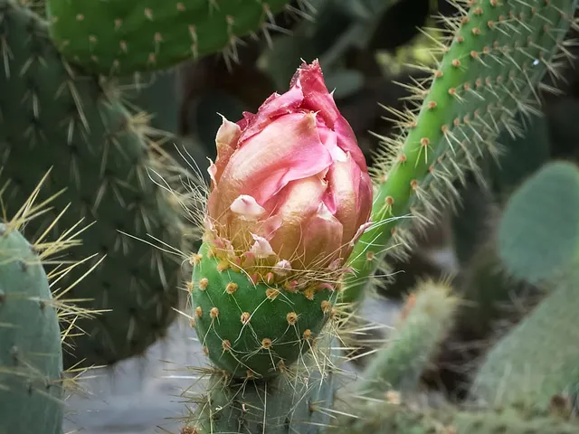Jardín Canario - Grüne Oase in Tafira