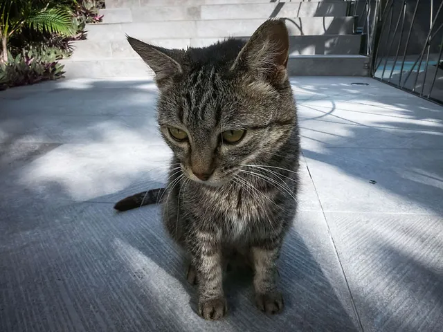 Der Kater - Eine Straßengeschichte
