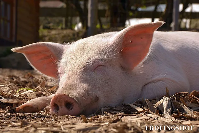Das Glücksschwein aus dem Elbtunnel