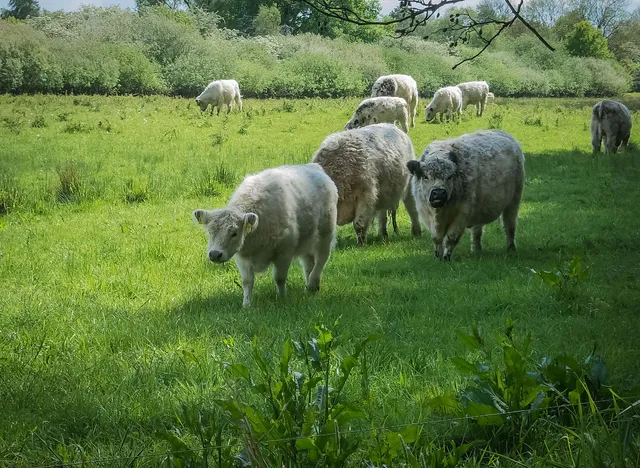 Landpate für den Erdlingshof gesucht
