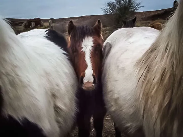 Puss in Boots unterstützen