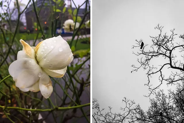 Weihnachten bei Planten un Blomen in Hamburg