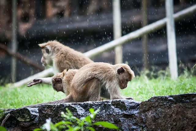 `Tierversuche in der Autoindustrie`