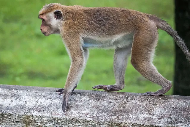 `Tierversuche in der Autoindustrie`