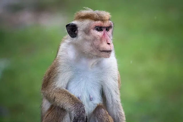 Tierversuche in der Autoindustrie