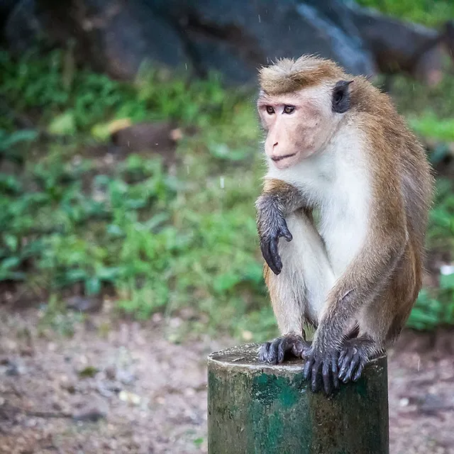 `Tierversuche in der Autoindustrie`