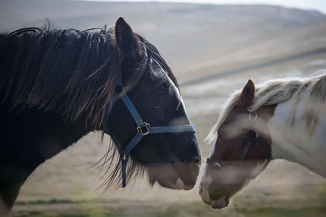 Abenteuer auf dem Ring Of Kerry
