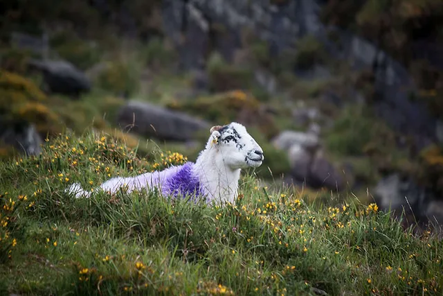 Wandern im Gap Of Dunloe