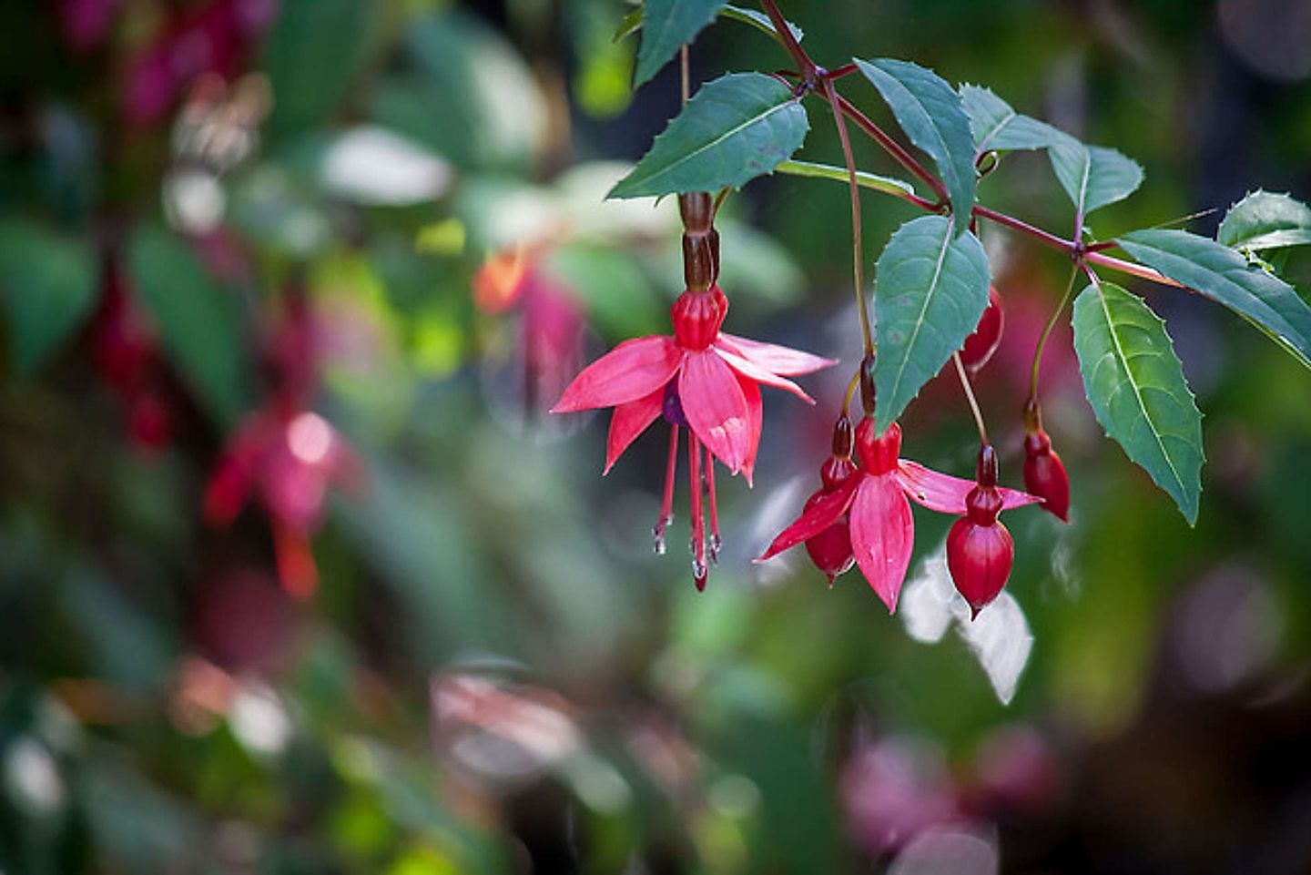 2018_02_26393251528_d0bebfde48_z