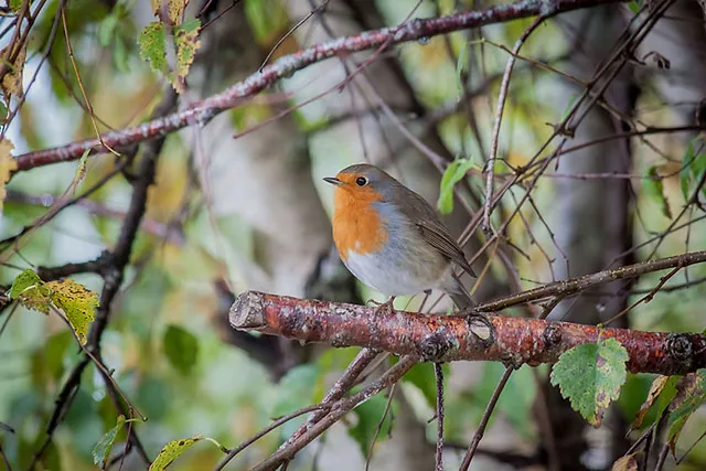 Connemara National Park