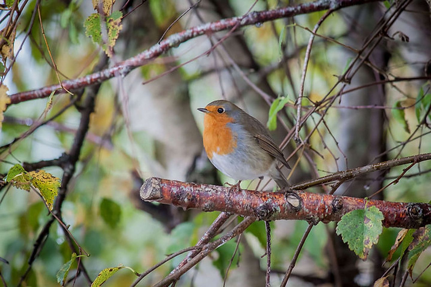 2018_02_38453106660_e06f7652fa_z