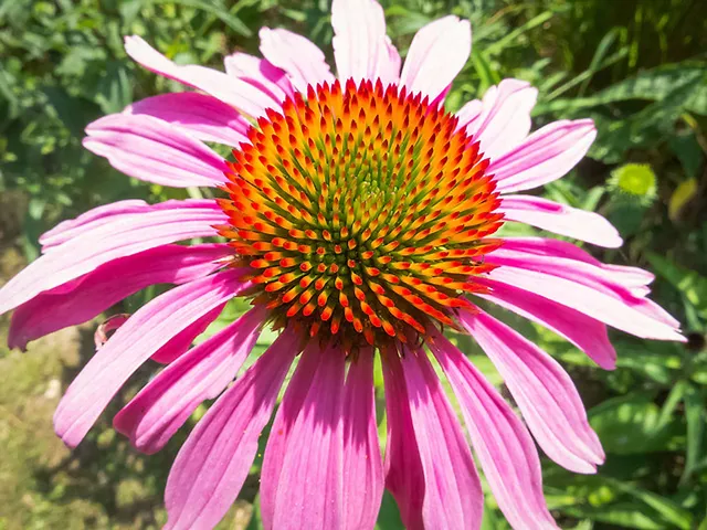 Vitamin B12 - Mythos und Wahrheit