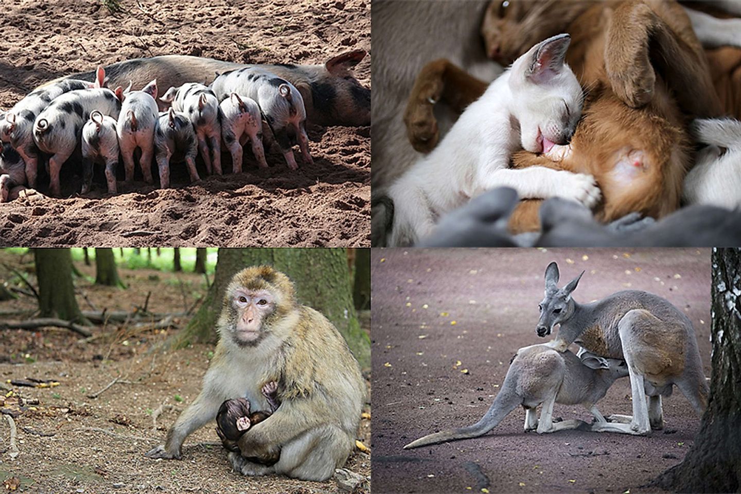 2018_03_monkey-2504308_640-1