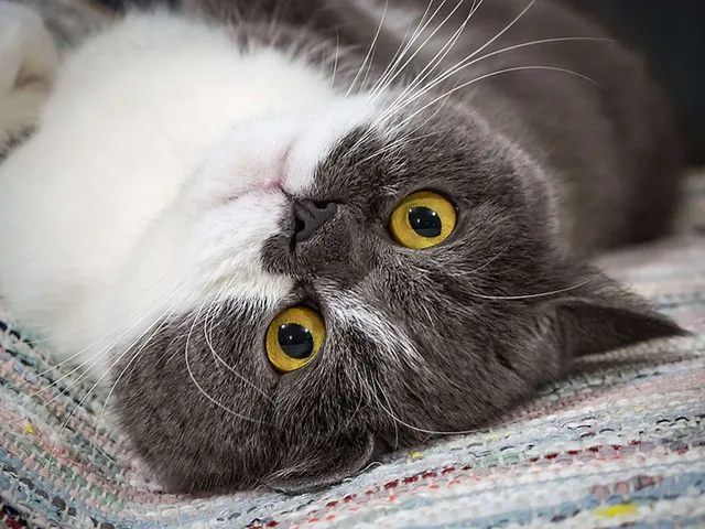 Quality Time mit Kater