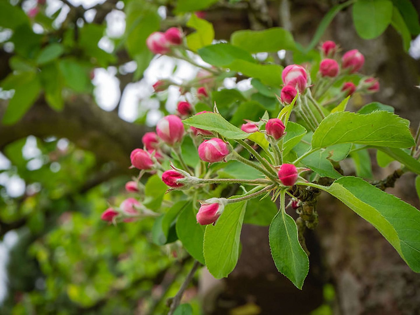 2018_05_41114444234_780a930e7d_z