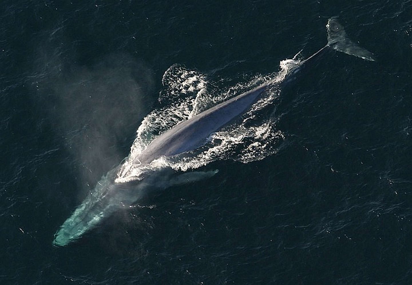 2018_07_blue-whale-1198719_640