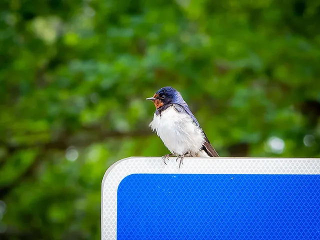 Zwei Vögel im Dialog