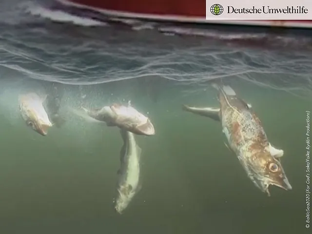 `Deutsche Umwelthilfe`