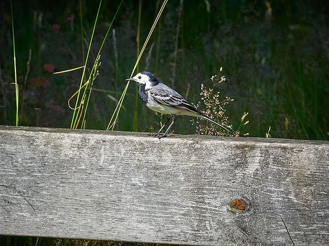 Der Vänern am Morgen