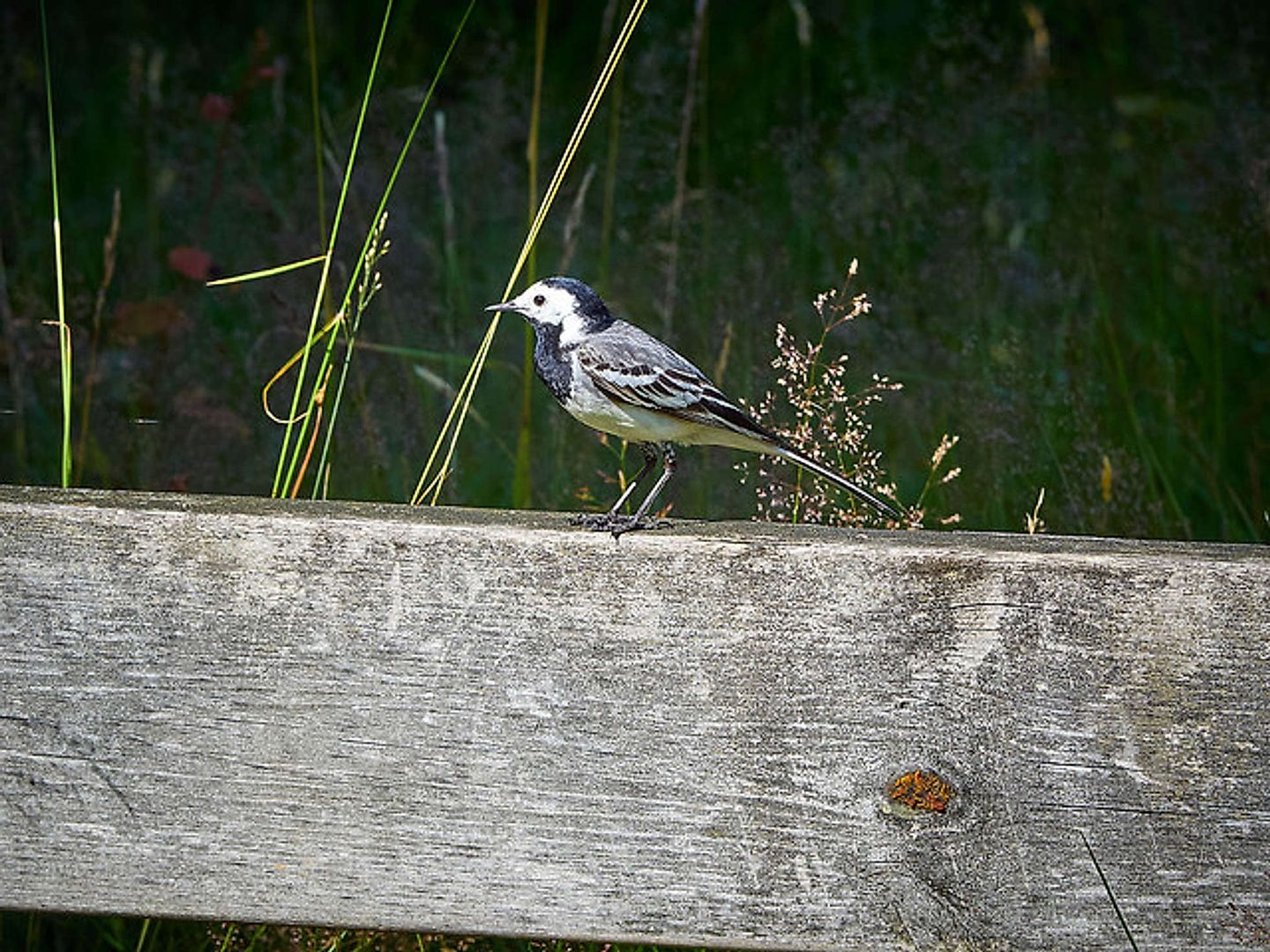 2018_09_44189871294_a9fa6bf089_z