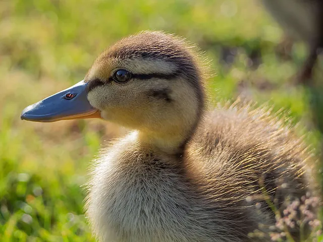 Mutterglück und Morgensonne