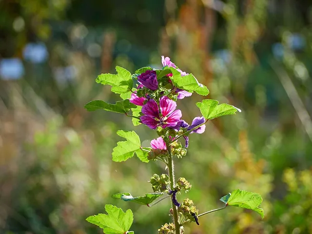 Herbsttag im Loki Schmidt Garten