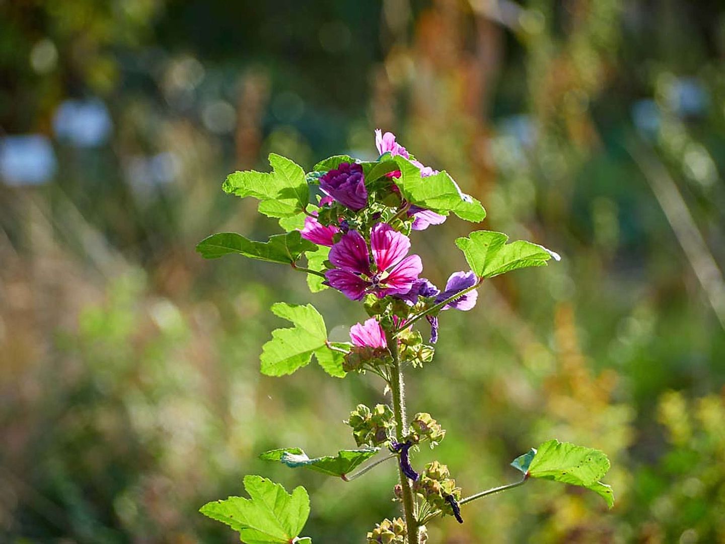 2018_10_2018-10-07-Loki-Schmidt-Garten-115