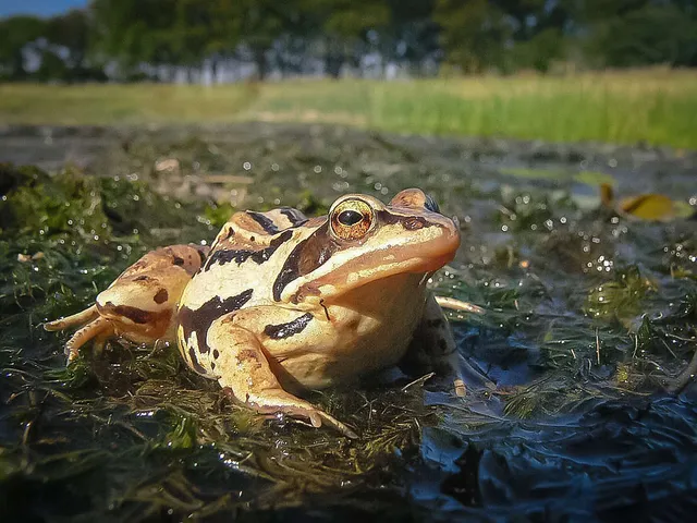 Rettung für das Königsmoor