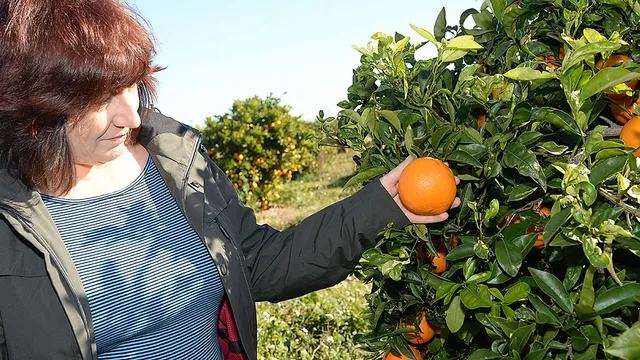 Mit CrowdFarming einen Orangenbaum adoptieren